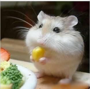 娱乐吃瓜酱鼠鼠头像,揭秘“娱乐吃瓜酱鼠鼠”头像背后的故事与魅力